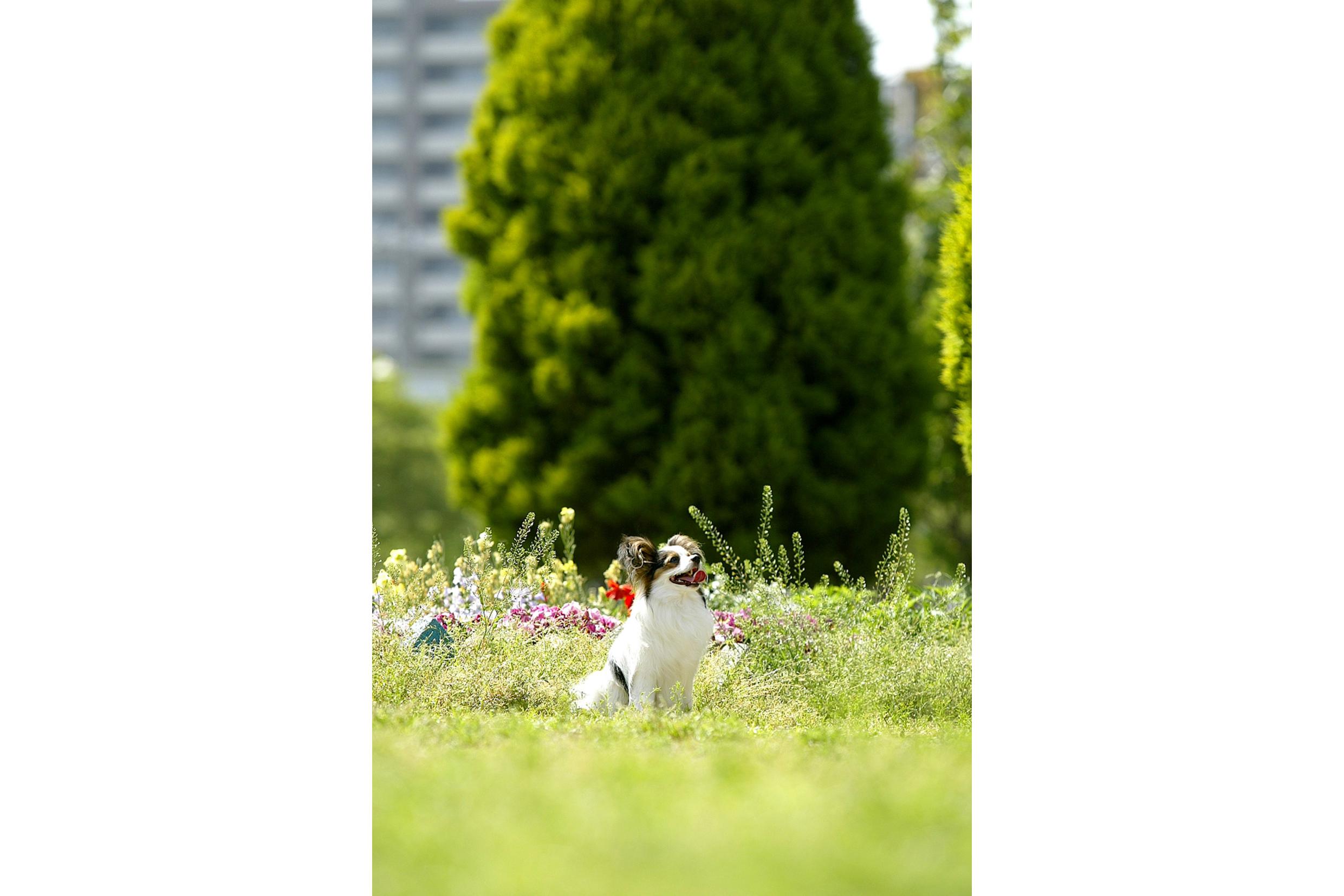 ペット飼育可（使用細則有り）
